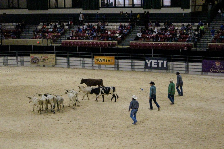 A group of cattle and cowboys at the BPIR.